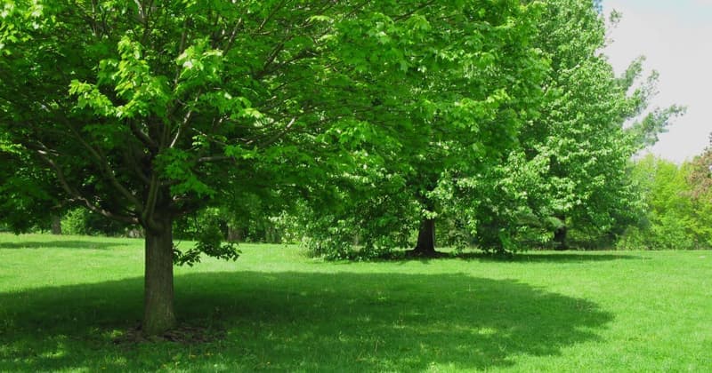 Plant Gallery background