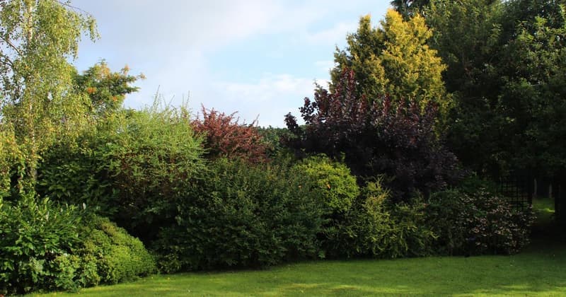 Phycocarpus capitatus/Pacific Ninebark - Photo 1