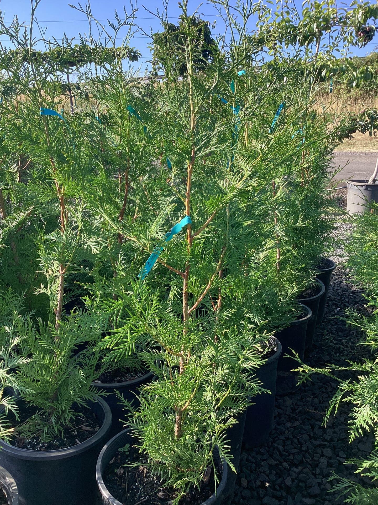 Evergreen conifers and privacy trees at The Nursery Outlet - Photo 10