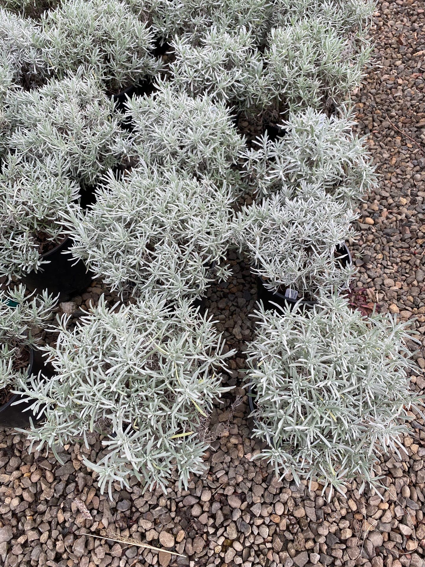Evergreen conifers and privacy trees at The Nursery Outlet - Photo 11