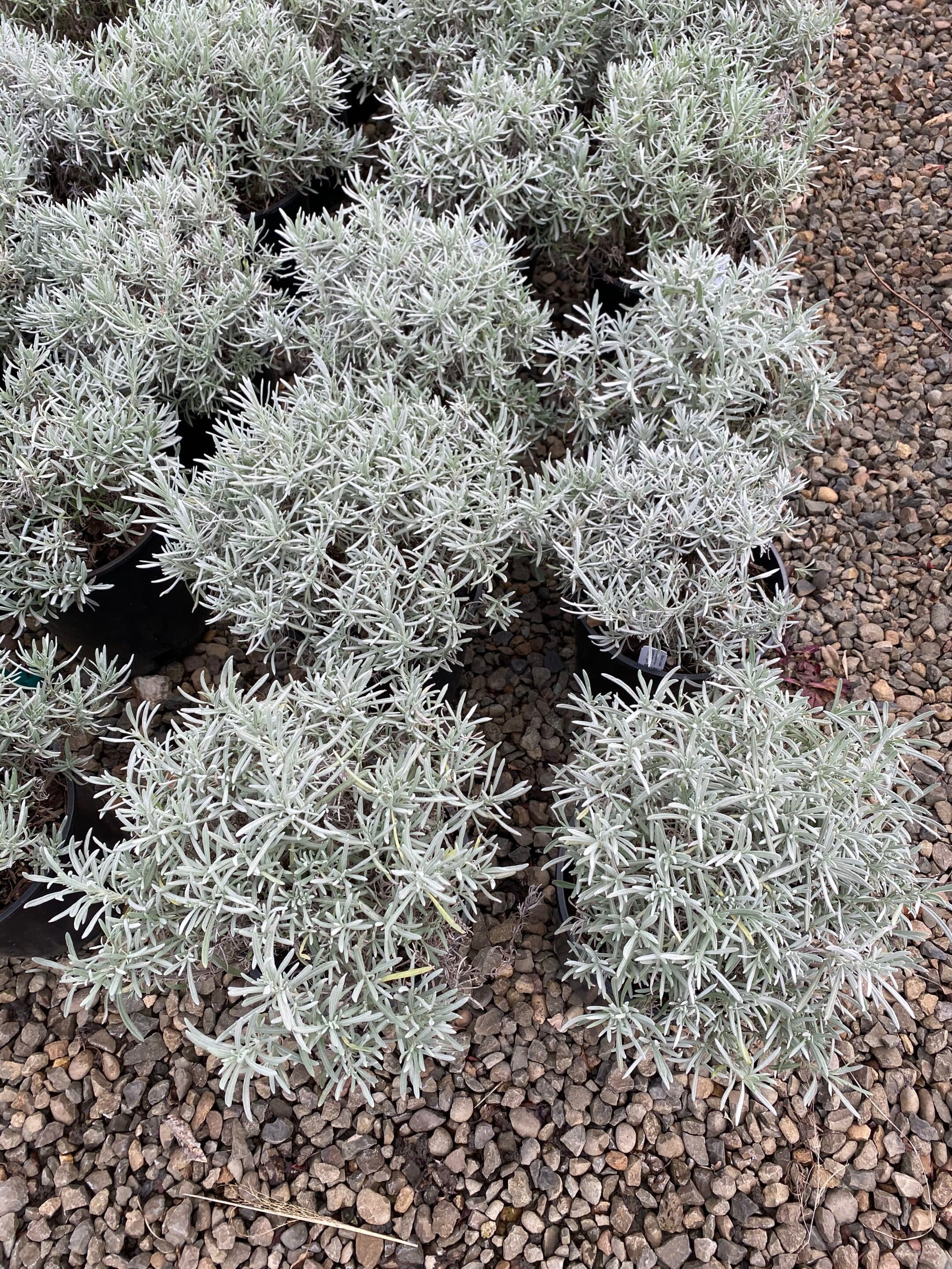 Evergreen conifers and privacy trees at The Nursery Outlet - Photo 11
