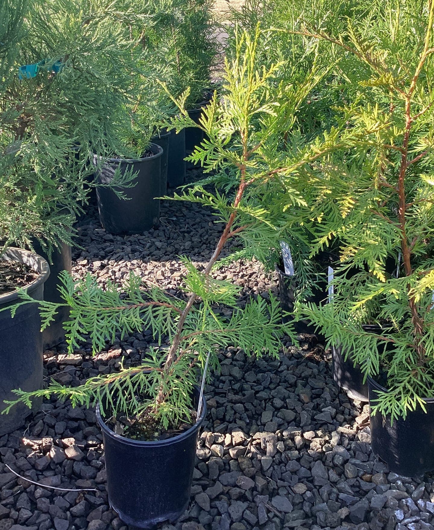 Evergreen conifers and privacy trees at The Nursery Outlet - Photo 7