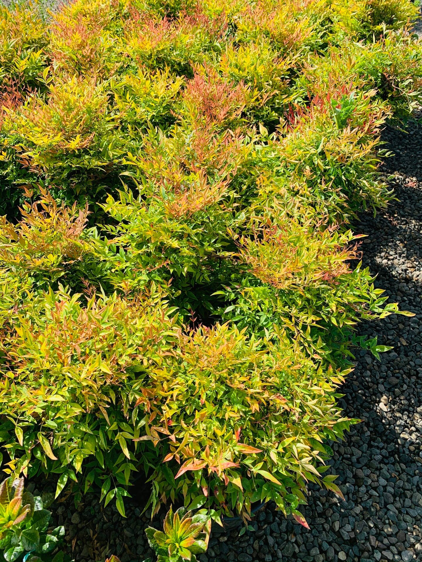 Evergreen conifers and privacy trees at The Nursery Outlet - Photo 8
