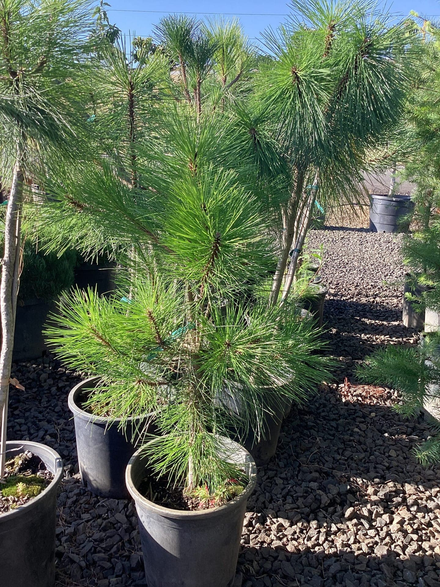 Evergreen conifers and privacy trees at The Nursery Outlet - Photo 9