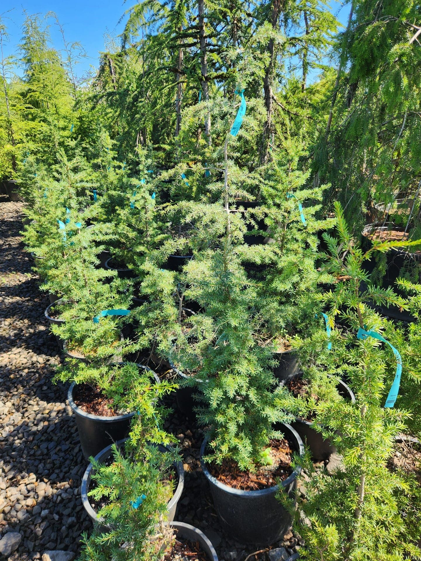 Woodburn nursery grow fields and delivery installs - Photo 19
