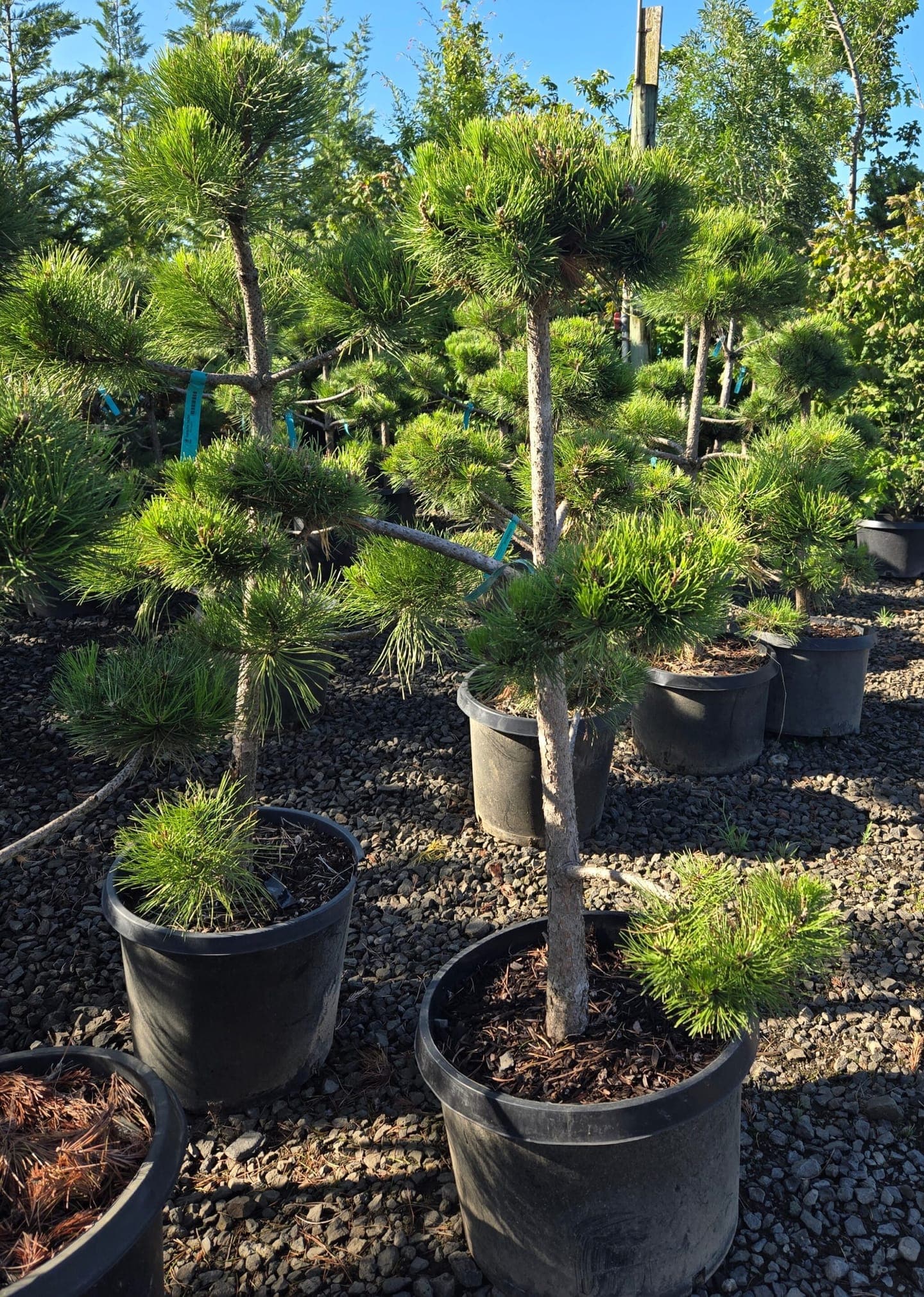 Woodburn nursery grow fields and delivery installs - Photo 20
