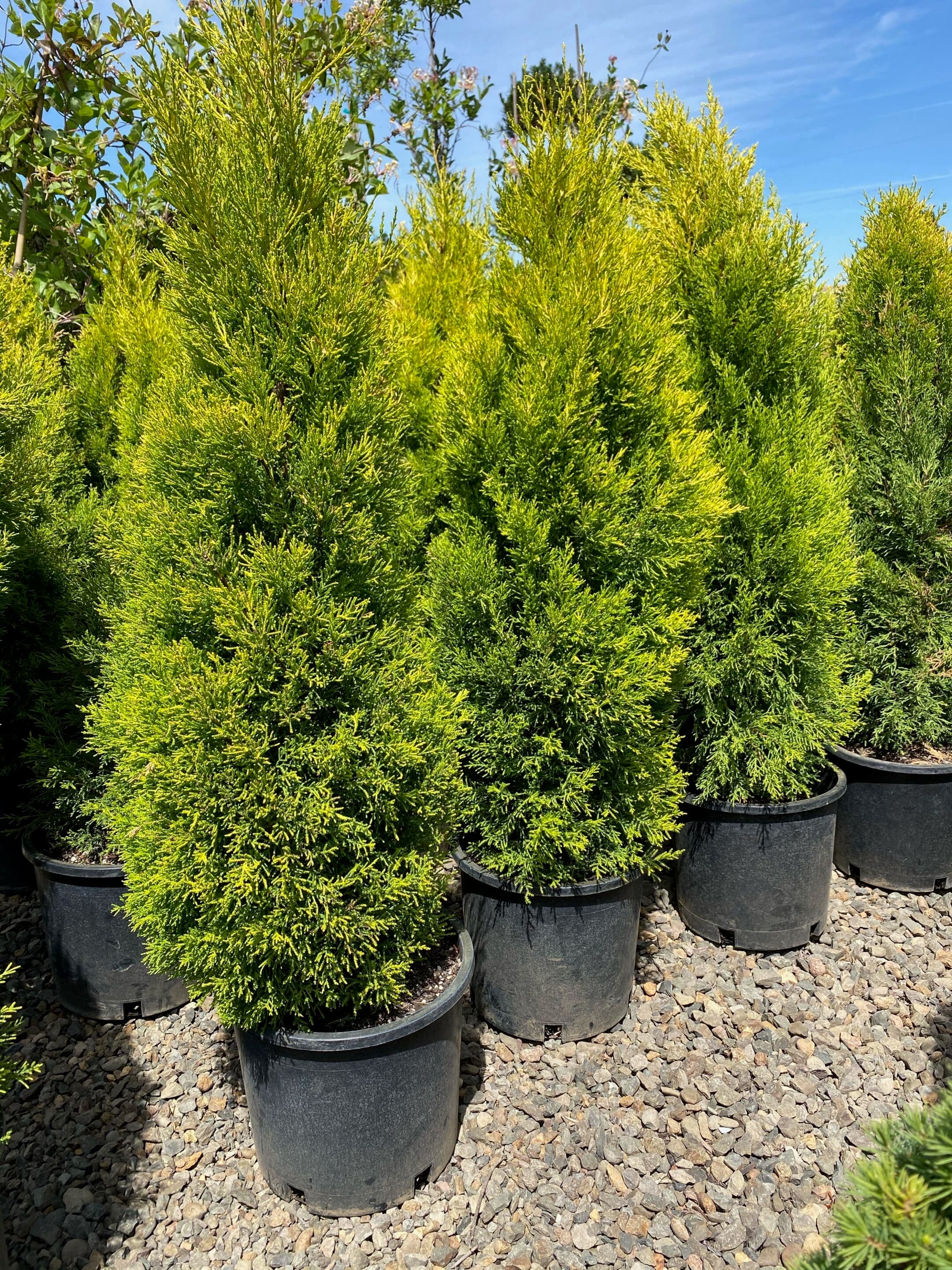 Woodburn nursery grow fields and delivery installs - Photo 21