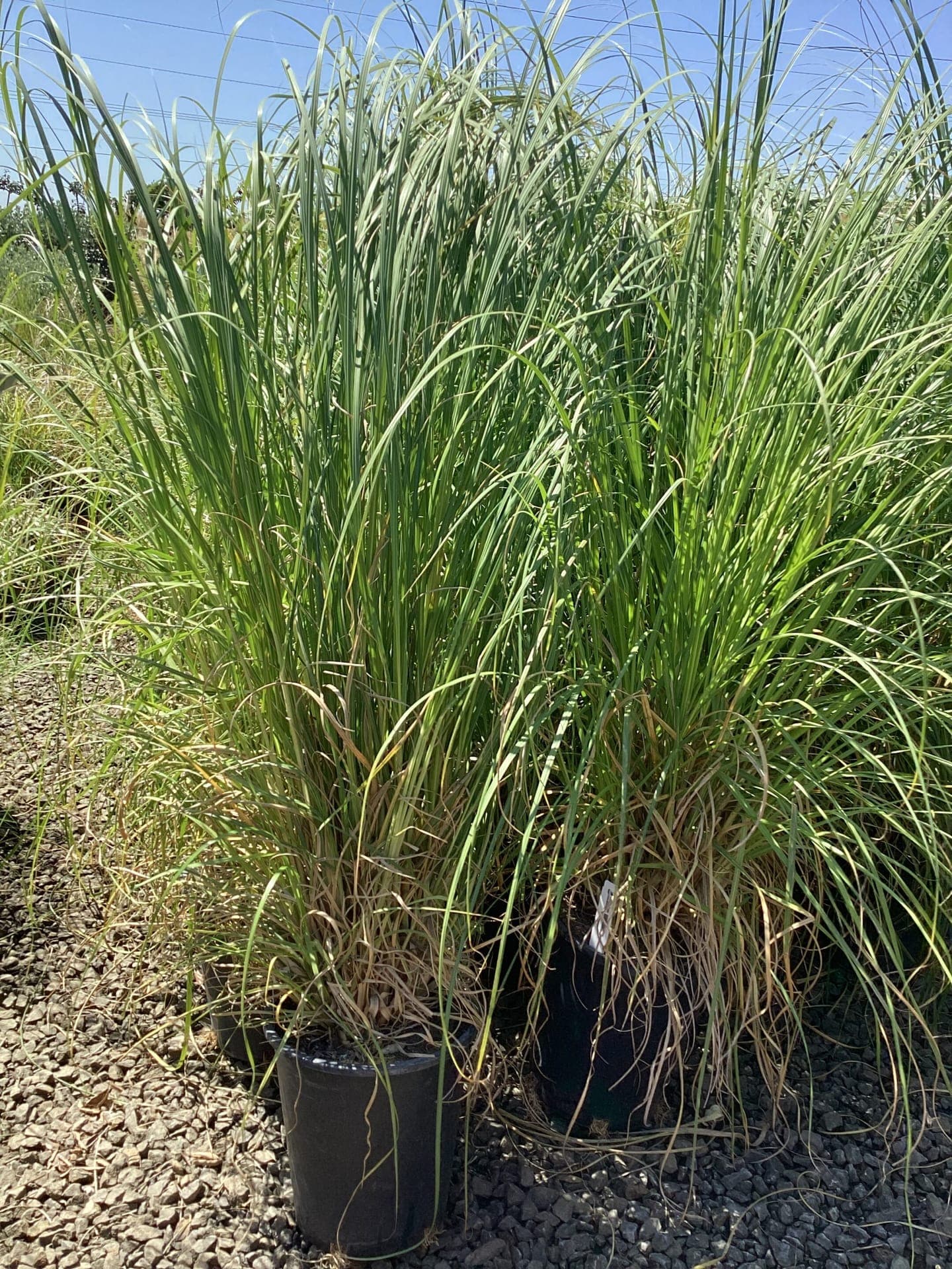 Woodburn nursery grow fields and delivery installs - Photo 23
