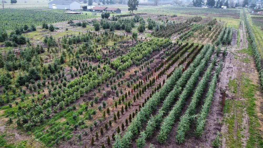 Woodburn grow sites background