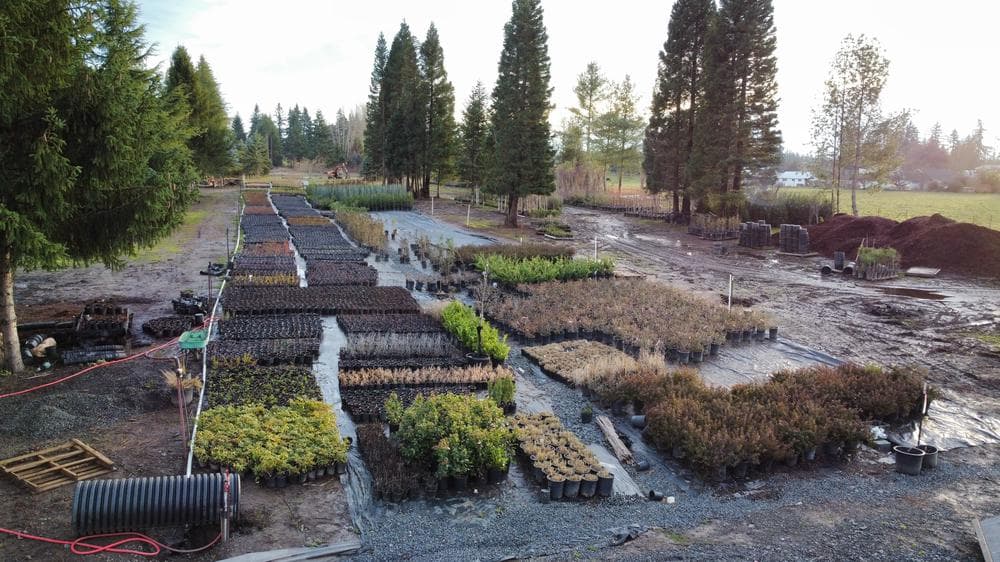 Woodburn nursery grow field photo 10 at The Nursery Outlet