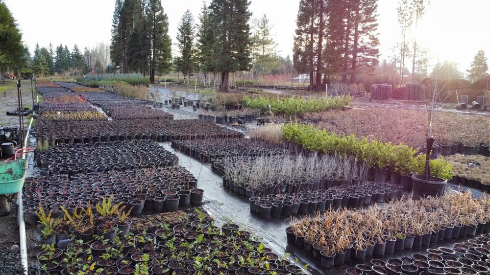Woodburn nursery grow field photo 11 at The Nursery Outlet
