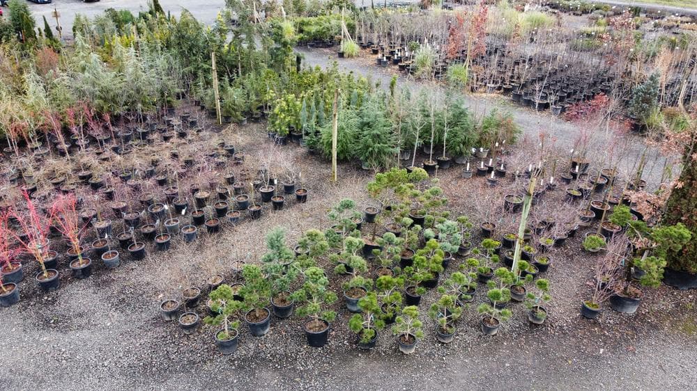 Woodburn nursery grow field photo 12 at The Nursery Outlet