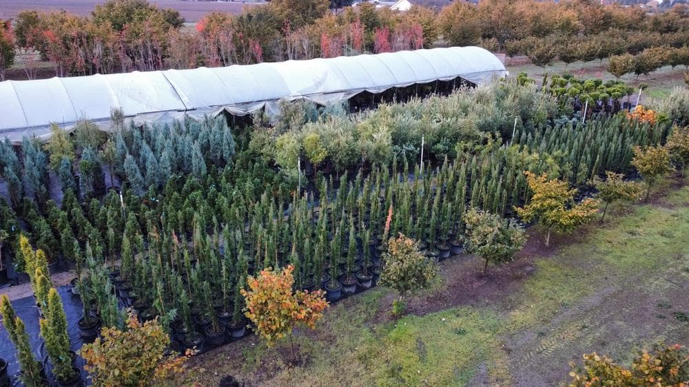 Woodburn nursery grow field photo 13 at The Nursery Outlet