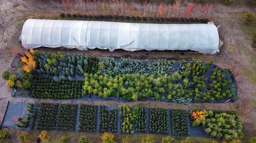 Woodburn nursery grow field photo 14 at The Nursery Outlet