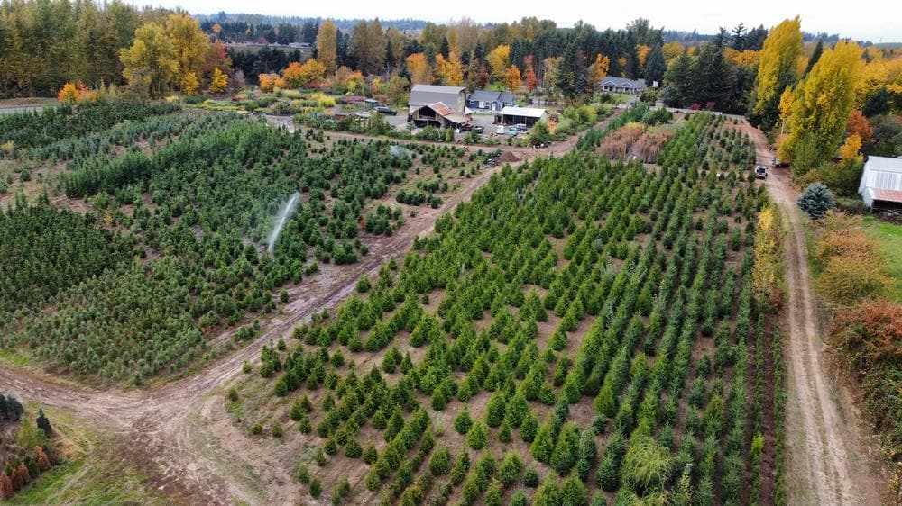 Woodburn nursery grow field photo 16 at The Nursery Outlet