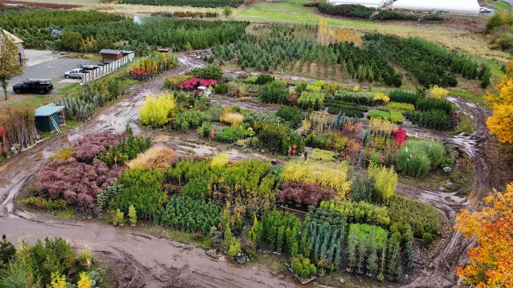 Woodburn nursery grow field photo 18 at The Nursery Outlet