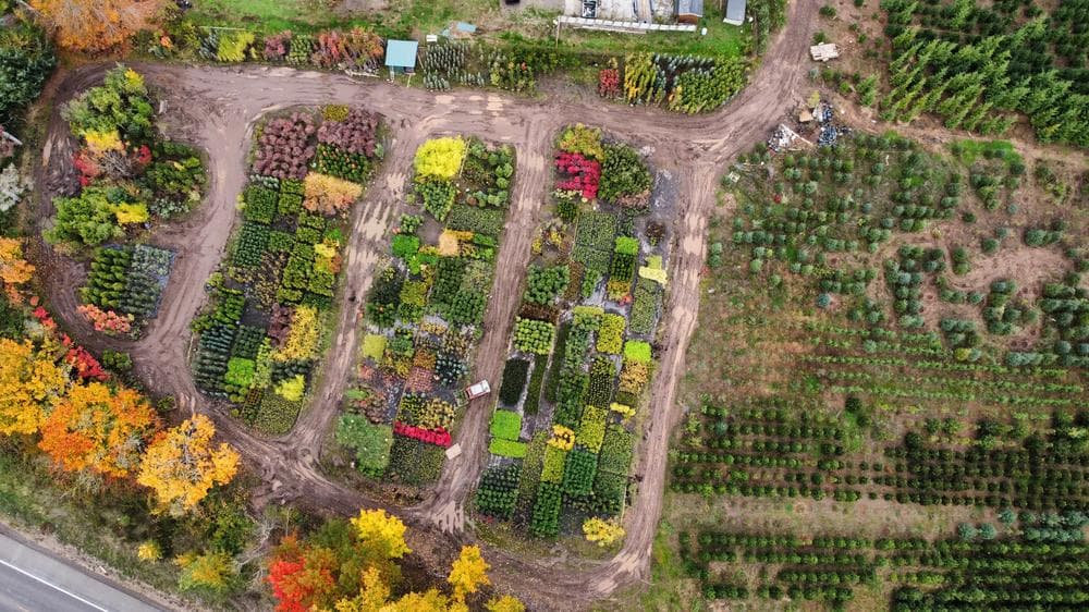 Woodburn nursery grow field photo 19 at The Nursery Outlet