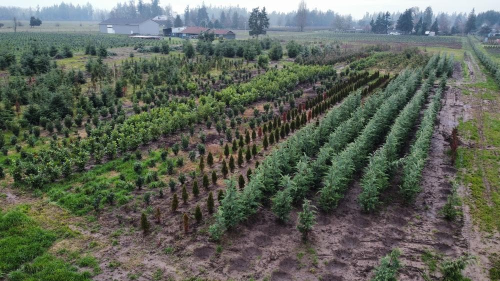 Woodburn nursery grow field photo 2 at The Nursery Outlet