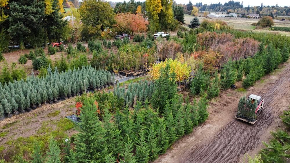 Woodburn nursery grow field photo 22 at The Nursery Outlet