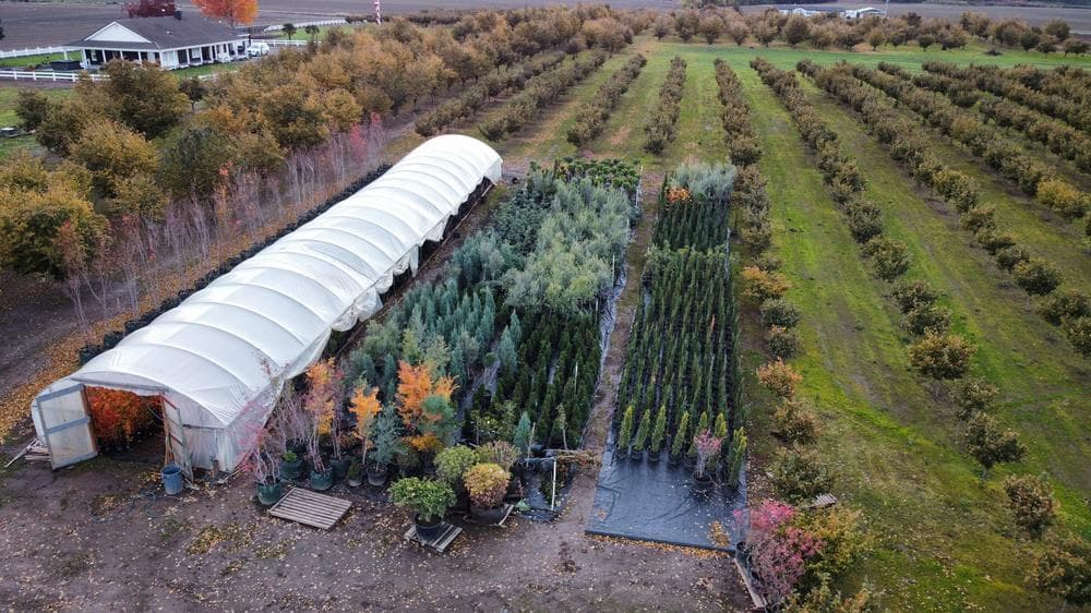 Woodburn nursery grow field photo 23 at The Nursery Outlet