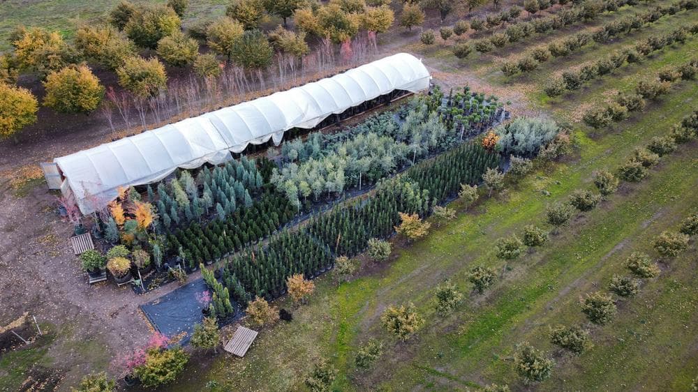 Woodburn nursery grow field photo 24 at The Nursery Outlet