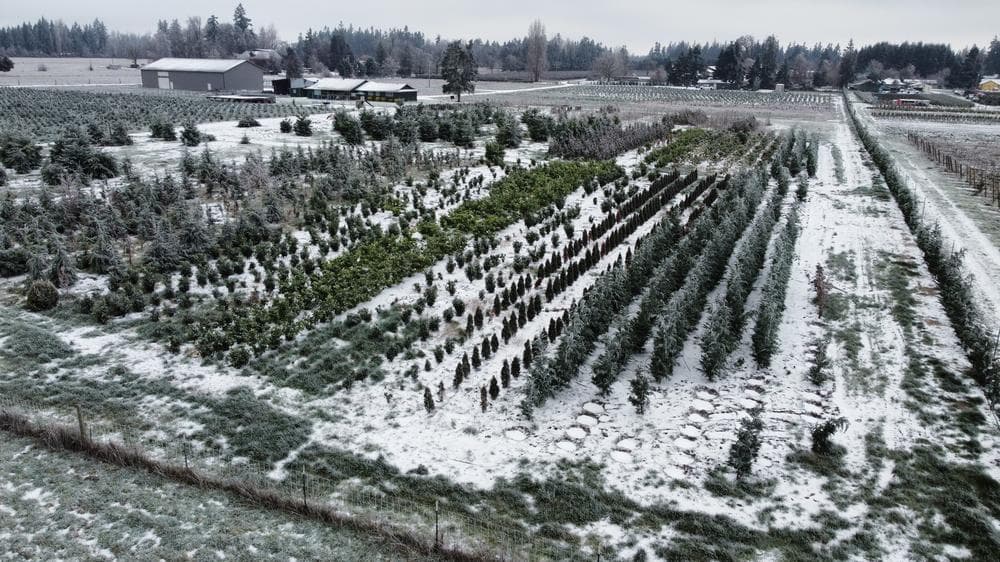 Woodburn nursery grow field photo 7 at The Nursery Outlet