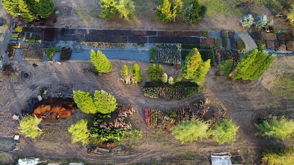 Woodburn nursery grow field photo 8 at The Nursery Outlet