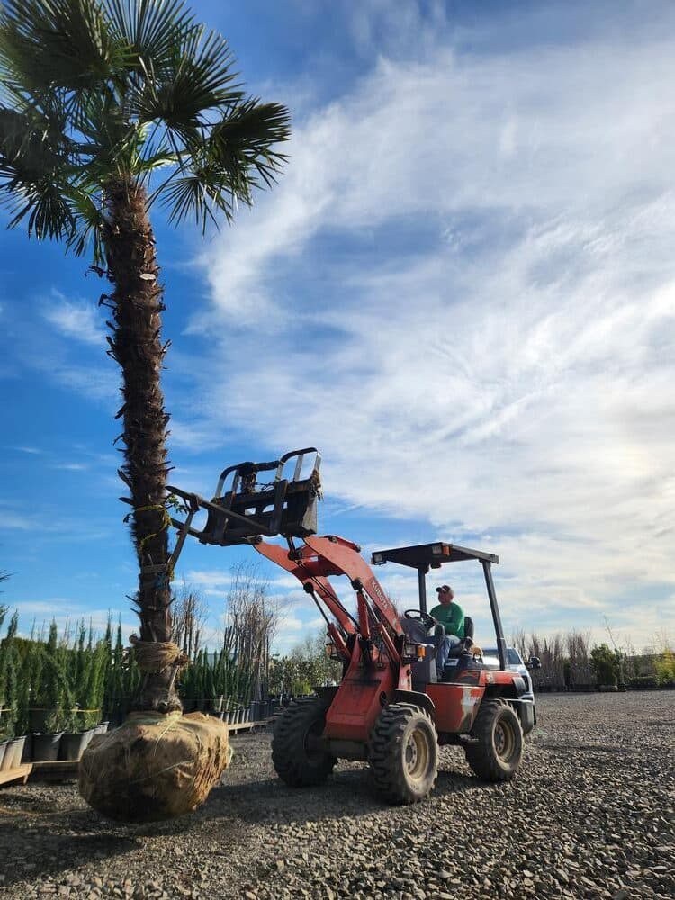 Tree delivery and planting installation photo 1 by The Nursery Outlet