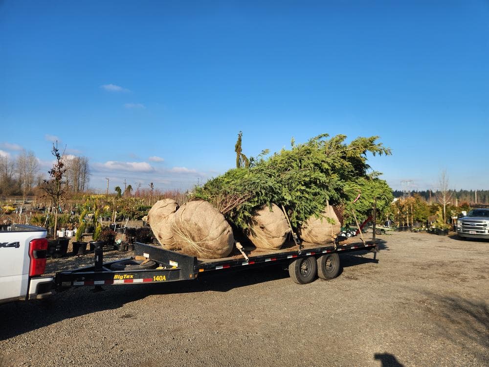 Tree delivery and planting installation photo 13 by The Nursery Outlet