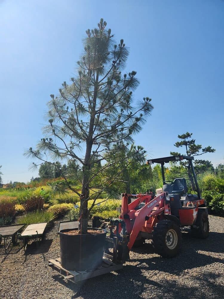 Tree delivery and planting installation photo 4 by The Nursery Outlet