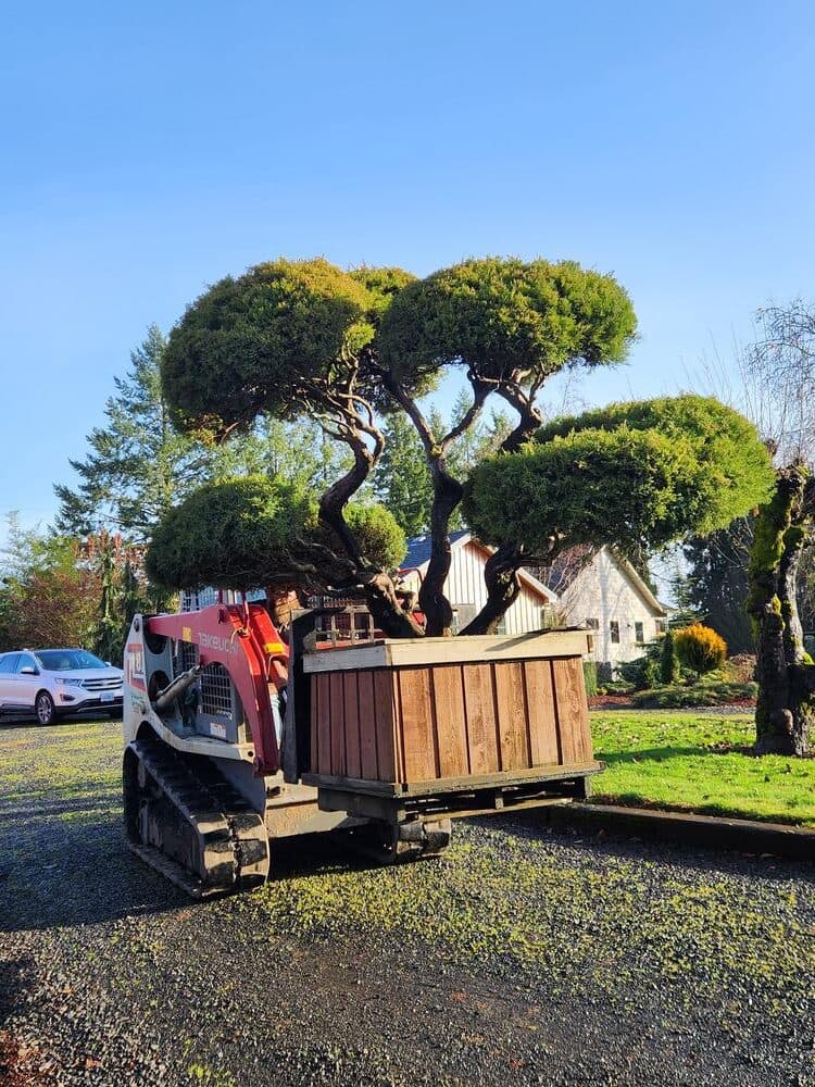 Tree delivery and planting installation photo 5 by The Nursery Outlet