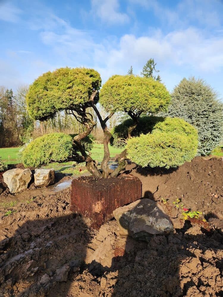 Tree delivery and planting installation photo 6 by The Nursery Outlet