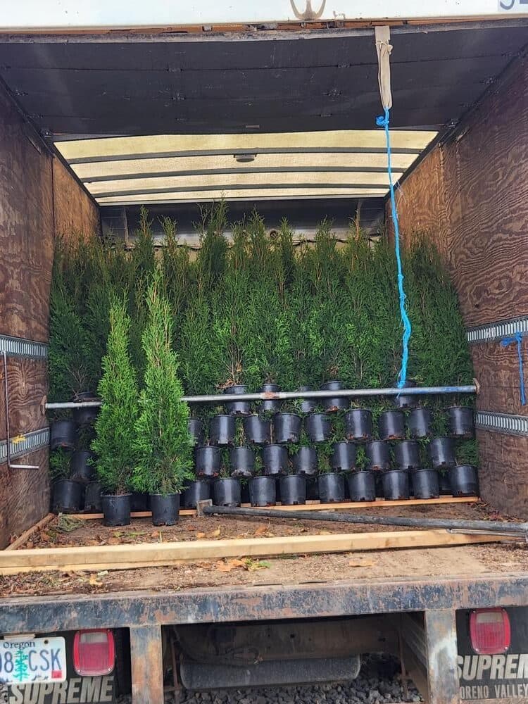 Tree delivery and planting installation photo 7 by The Nursery Outlet