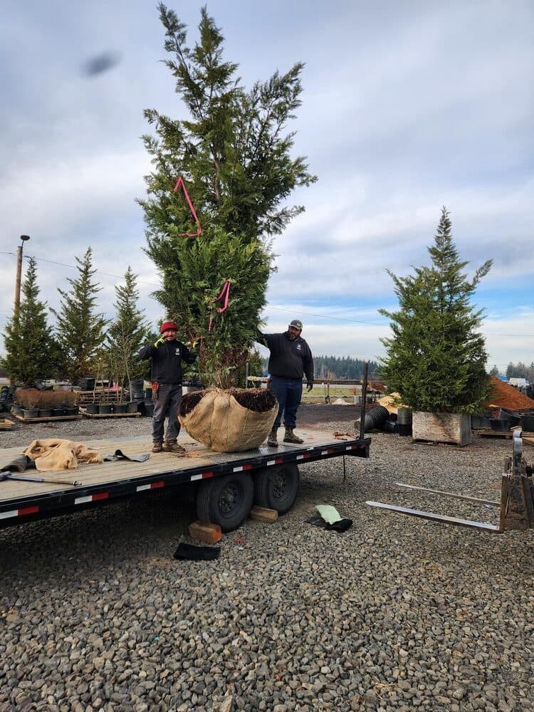 Tree delivery and planting installation photo 8 by The Nursery Outlet