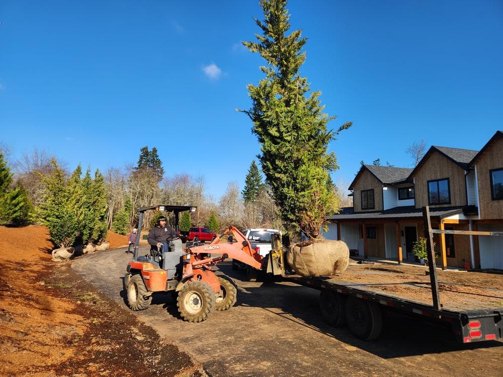 Tree delivery and planting installation photo 9 by The Nursery Outlet