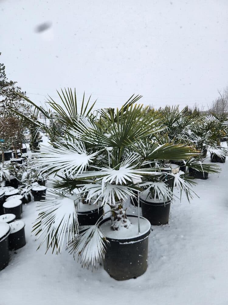 Locally grown nursery plant photo 1 at The Nursery Outlet