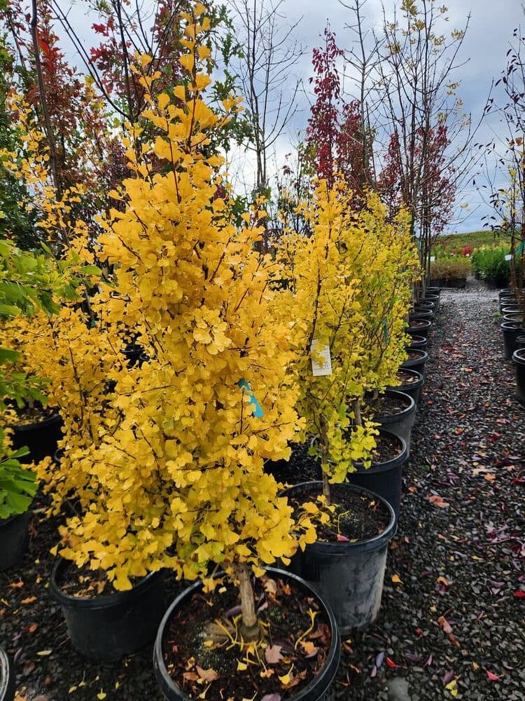 Locally grown nursery plant photo 101 at The Nursery Outlet