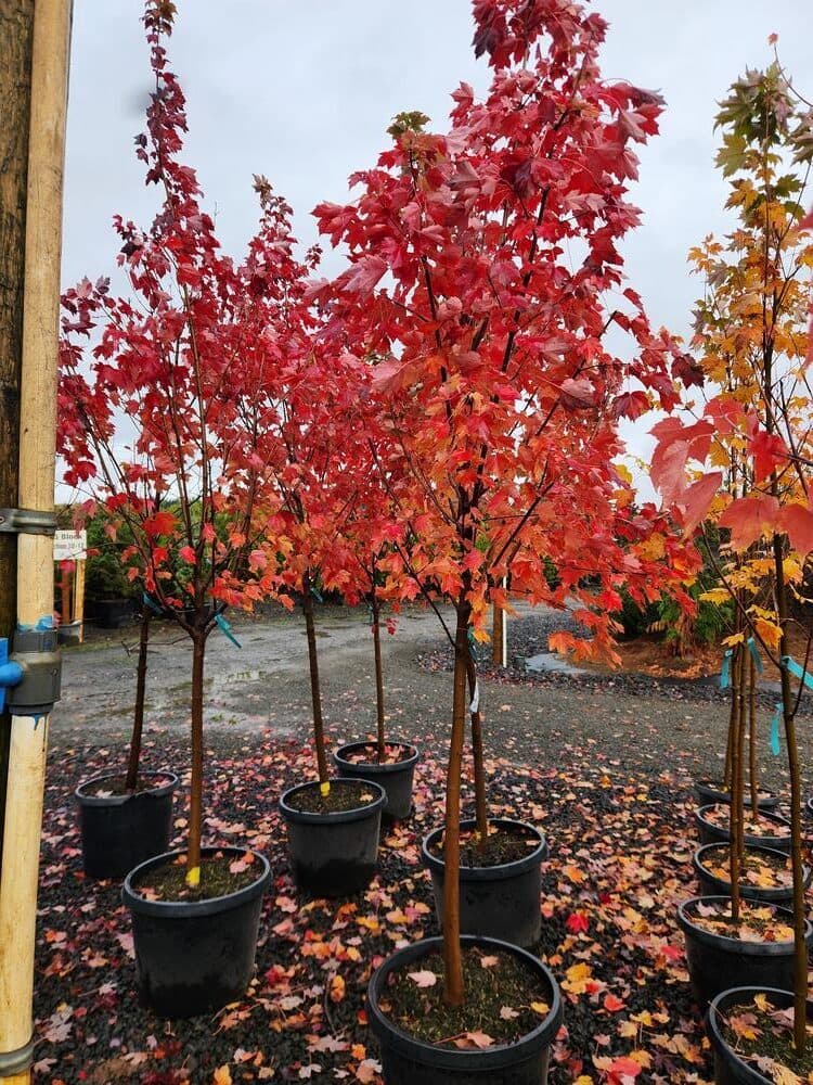 Locally grown nursery plant photo 102 at The Nursery Outlet