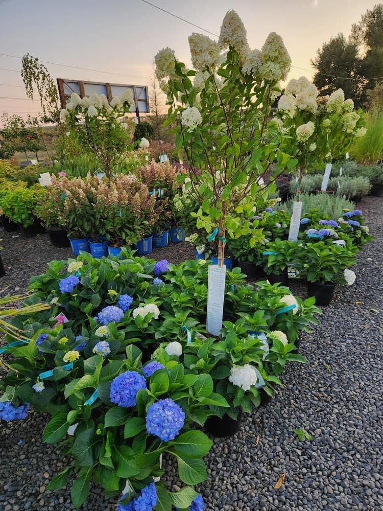 Locally grown nursery plant photo 105 at The Nursery Outlet