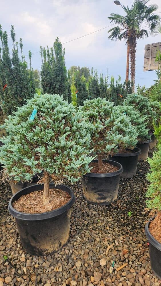 Locally grown nursery plant photo 108 at The Nursery Outlet