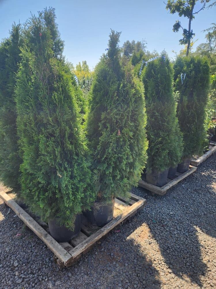 Locally grown nursery plant photo 109 at The Nursery Outlet