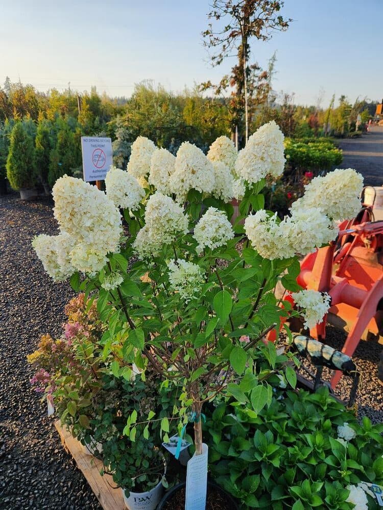Locally grown nursery plant photo 111 at The Nursery Outlet