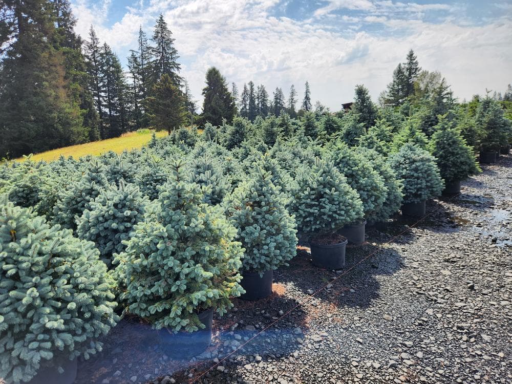 Locally grown nursery plant photo 115 at The Nursery Outlet