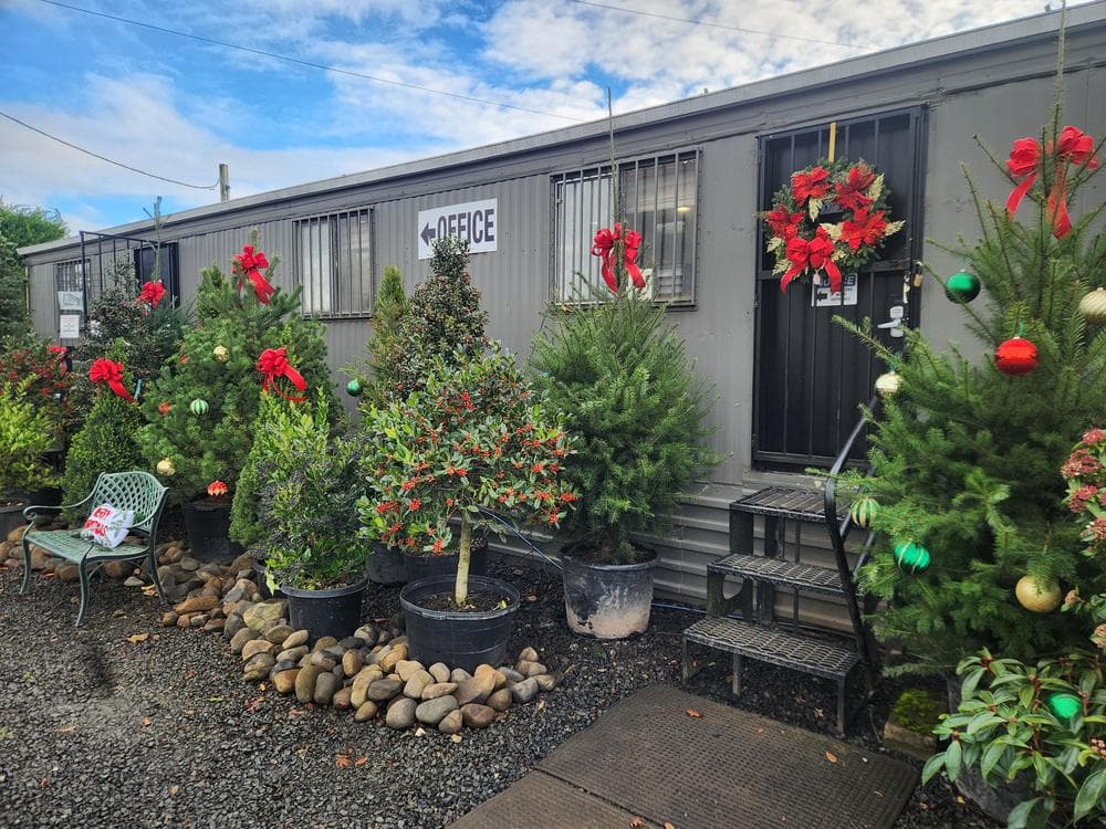 Locally grown nursery plant photo 117 at The Nursery Outlet