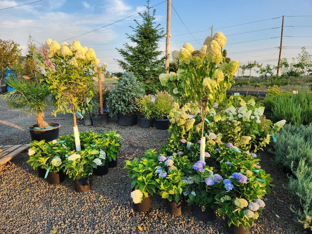 Locally grown nursery plant photo 118 at The Nursery Outlet