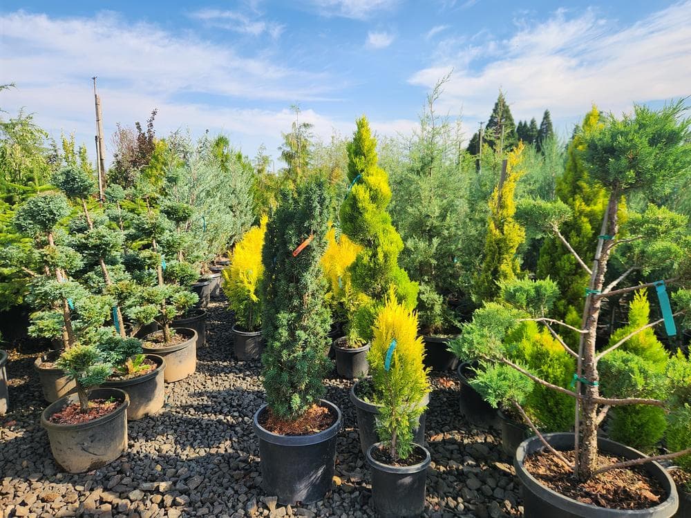Locally grown nursery plant photo 119 at The Nursery Outlet