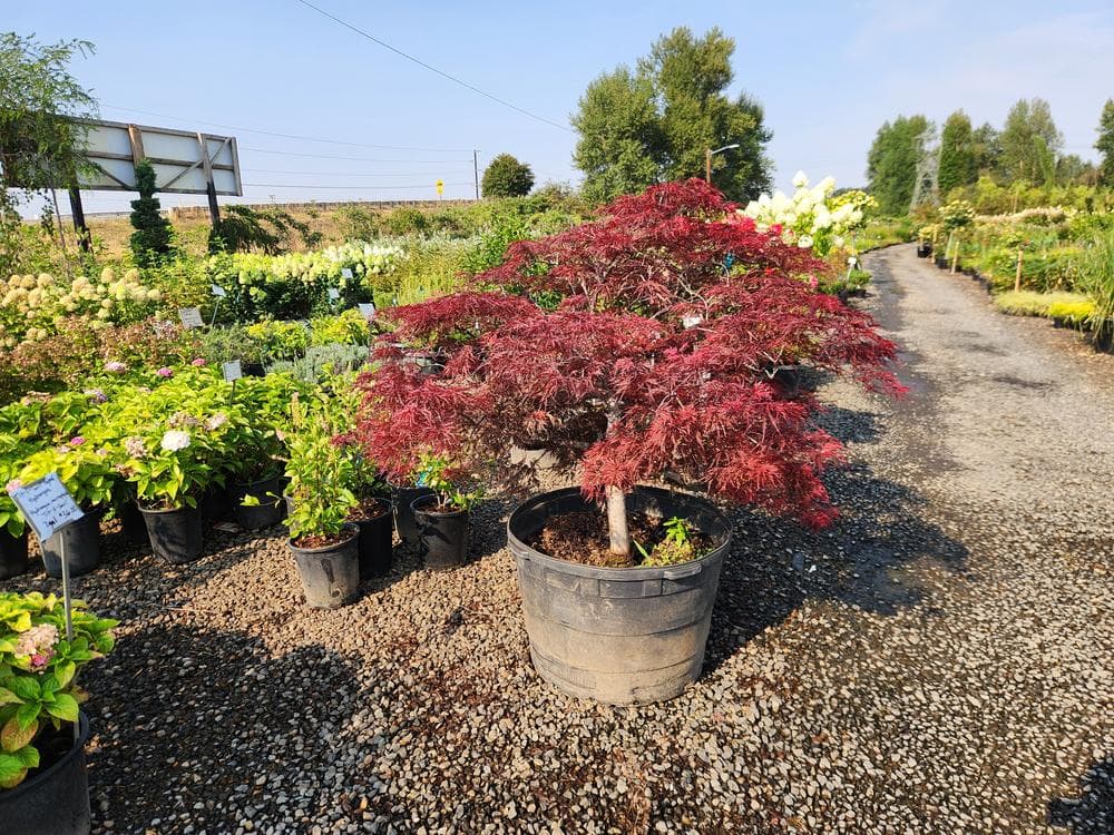 Locally grown nursery plant photo 120 at The Nursery Outlet