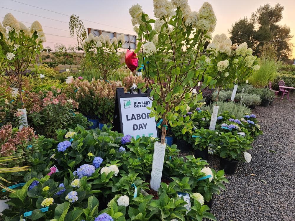 Locally grown nursery plant photo 121 at The Nursery Outlet