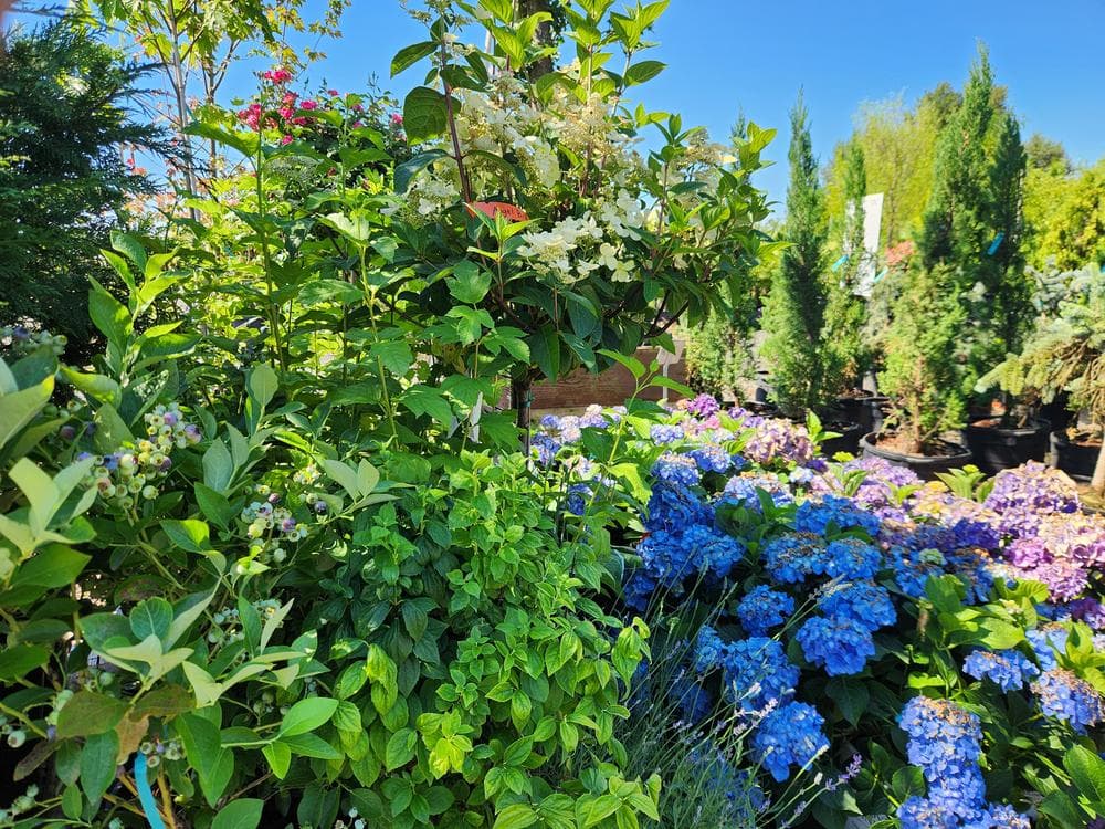 Locally grown nursery plant photo 122 at The Nursery Outlet