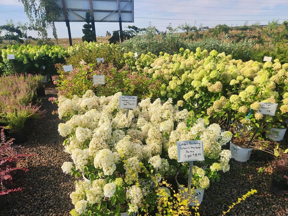 Locally grown nursery plant photo 123 at The Nursery Outlet
